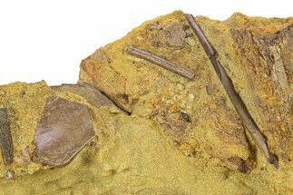 Fossil Dinosaur Teeth, Bones & Tendons in Sandstone - Wyoming #292577