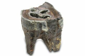 Fossil Woolly Rhino (Coelodonta) Tooth - Siberia #292596