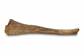 Partial Hadrosaur (Edmontosaurus) Fibula - Wyoming #292609