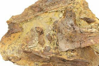 Fossil Dinosaur Bones & Tendons in Sandstone - Wyoming #292615