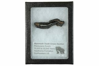 Mammoth Molar Slice With Case - South Carolina #291184