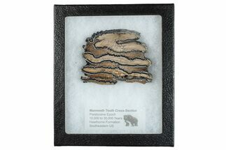 Mammoth Molar Slice With Case - South Carolina #291215