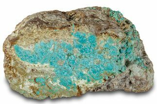 Polished Turquoise Section - Number Mine, Carlin, NV #292309