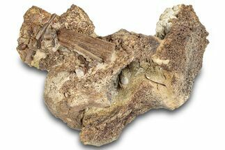 Fossil Dinosaur Bones & Tendons in Sandstone - Wyoming #292629