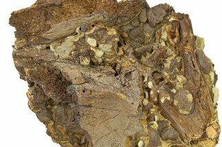 Fossil Dinosaur Bones & Tendons in Sandstone - Wyoming #292638
