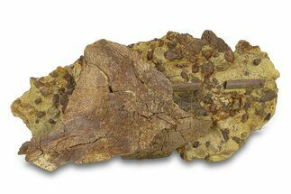 Fossil Dinosaur Bones & Tendons in Sandstone - Wyoming #292640