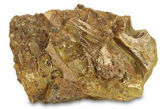 Fossil Dinosaur Teeth, Bones & Tendons in Sandstone - Wyoming #292643