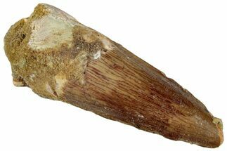 Fossil Spinosaurus Tooth - Real Dinosaur Tooth #292677