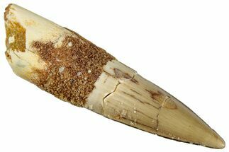 Juvenile Fossil Spinosaurus Tooth - Real Dinosaur Tooth #292698