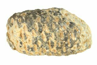 Fossil Seed Cone (Or Aggregate Fruit) - Morocco #288783
