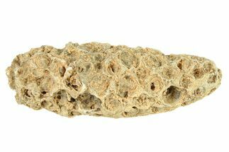 Fossil Cycadophyte Seed Cone - Boujdour, Morocco #288786