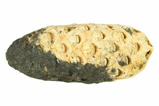 Fossil Seed Cone (Or Aggregate Fruit) - Morocco #288788