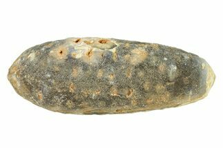 Fossil Seed Cone (Or Aggregate Fruit) - Morocco #288800