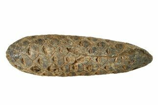 Fossil Seed Cone (Or Aggregate Fruit) - Morocco #288807