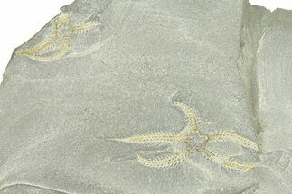 Four Ordovician Brittle Stars (Ophiura) - Morocco #290639