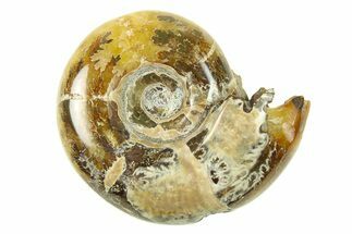 Polished, Sutured Ammonite (Eotetragonites?) Fossil - Madagascar #287598