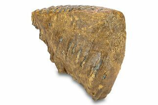 Fossil Woolly Mammoth Upper Molar - Siberia #292766
