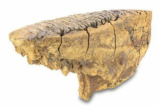 Fossil Woolly Mammoth Lower Molar - Siberia #292762