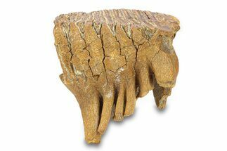 Fossil Lower M Woolly Mammoth Molar - Siberia #292764
