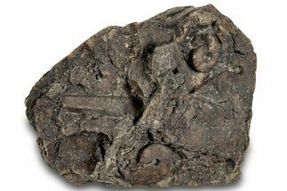 Detailed Jurassic Ammonites in Matrix - Morocco #292776