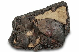 Detailed Jurassic Ammonites in Matrix - Morocco #292785