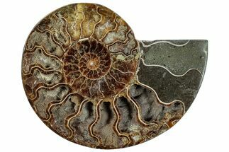 Cut & Polished Ammonite Fossil (Half) - Madagascar #292816