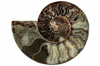 Cut & Polished Ammonite Fossil (Half) - Madagascar #292825