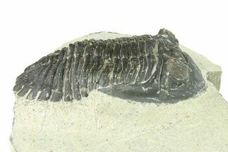 Bargain, Hollardops Trilobite Fossil - Ofaten, Morocco #287459