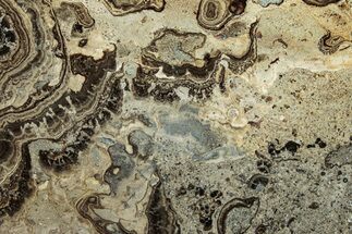 Devonian Stromatolite Slab - Orkney, Scotland #289660