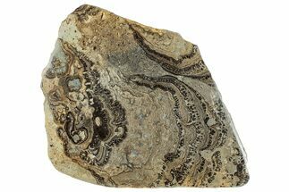 Devonian Stromatolite Slab - Orkney, Scotland #289662