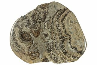 Devonian Stromatolite Slab - Orkney, Scotland #289671