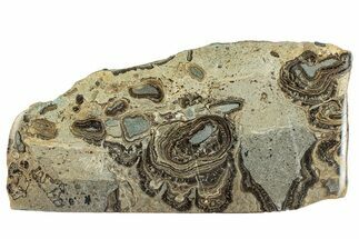 Devonian Stromatolite Slab - Orkney, Scotland #289672