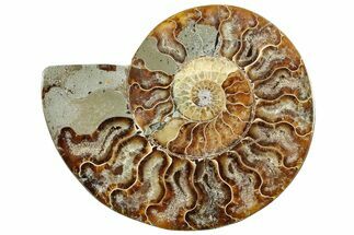 Cut & Polished Ammonite Fossil (Half) - Madagascar #292833