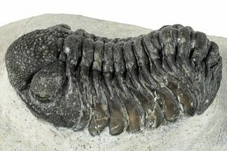 Bargain, Morocops Trilobite - Large Specimen #287374