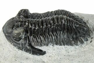 Bargain, Hollardops Trilobite Fossil - Ofaten, Morocco #287455