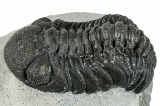 Bargain, Austerops Trilobite - Ofaten, Morocco #287540