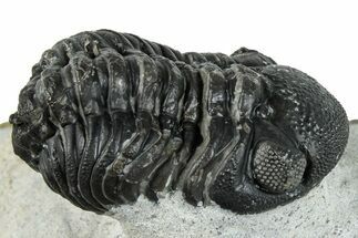 Bargain, Austerops Trilobite - Ofaten, Morocco #287546