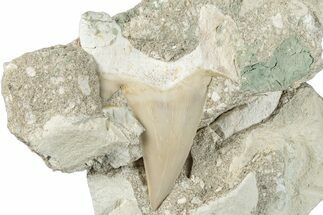 Otodus Shark Tooth Fossil in Rock - Morocco #292032