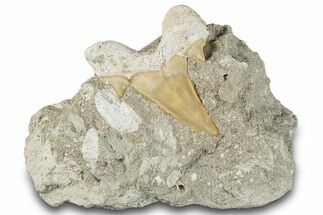 Otodus Shark Tooth Fossil in Rock - Morocco #292038