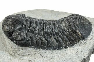 Bargain, Austerops Trilobite - Ofaten, Morocco #287580