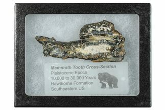 Mammoth Molar Slice With Case - South Carolina #291238