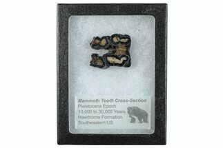 Mammoth Molar Slice With Case - South Carolina #291244