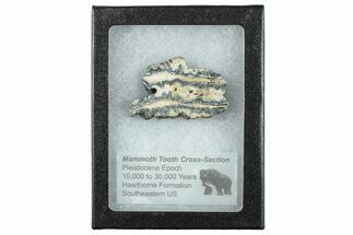 Mammoth Molar Slice With Case - South Carolina #291245