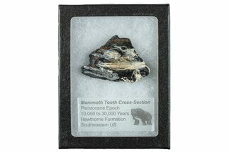 Mammoth Molar Slice With Case - South Carolina #291247