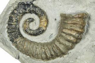 Aegocrioceras Heteromorph Ammonite - Germany #293078