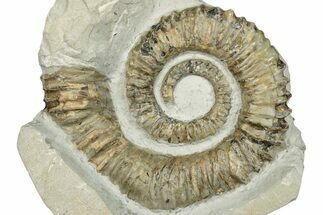 Aegocrioceras Heteromorph Ammonite - Germany #293086