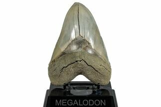 Serrated, Fossil Megalodon Tooth - Aurora, North Carolina #293092