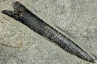 Fossil Belemnite (Acrocoelites) in Rock - Germany #293093