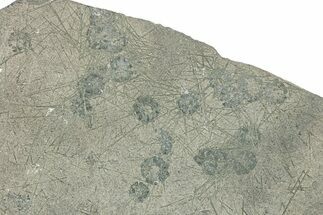 Jurassic Fossil Urchin (Diademopsis) Plate - Germany #293198