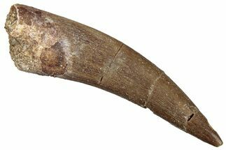 Fossil Plesiosaur (Zarafasaura) Tooth - Morocco #293199